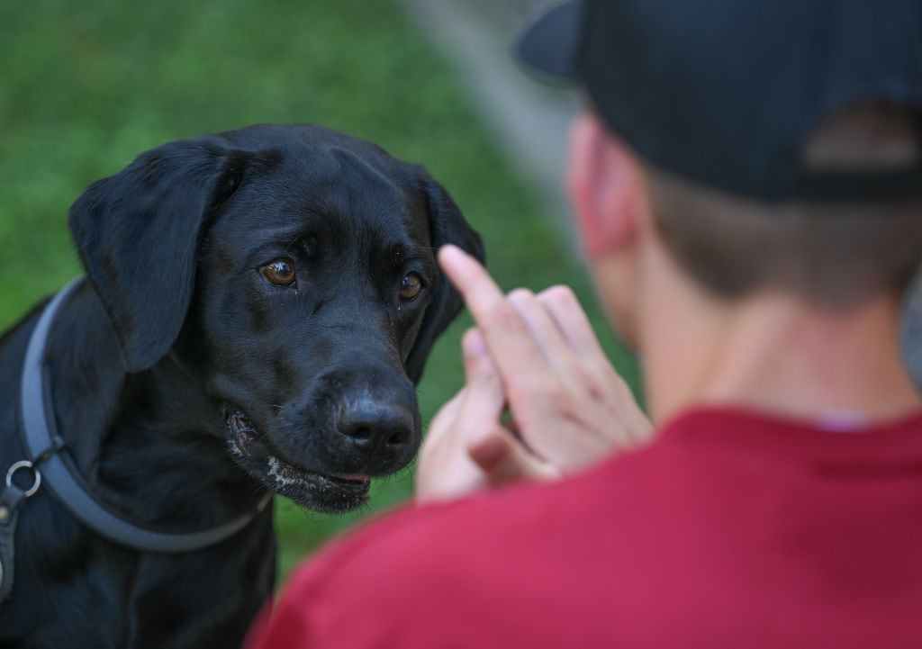 Un hombre entrena a su perro en Europa