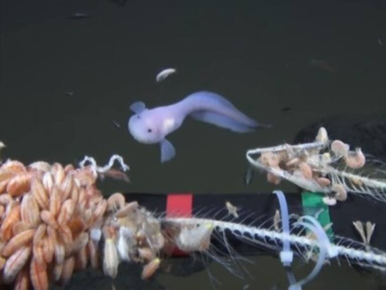 Logran filmar un pez baboso a una profundidad histórica alcanzada por el ser humano