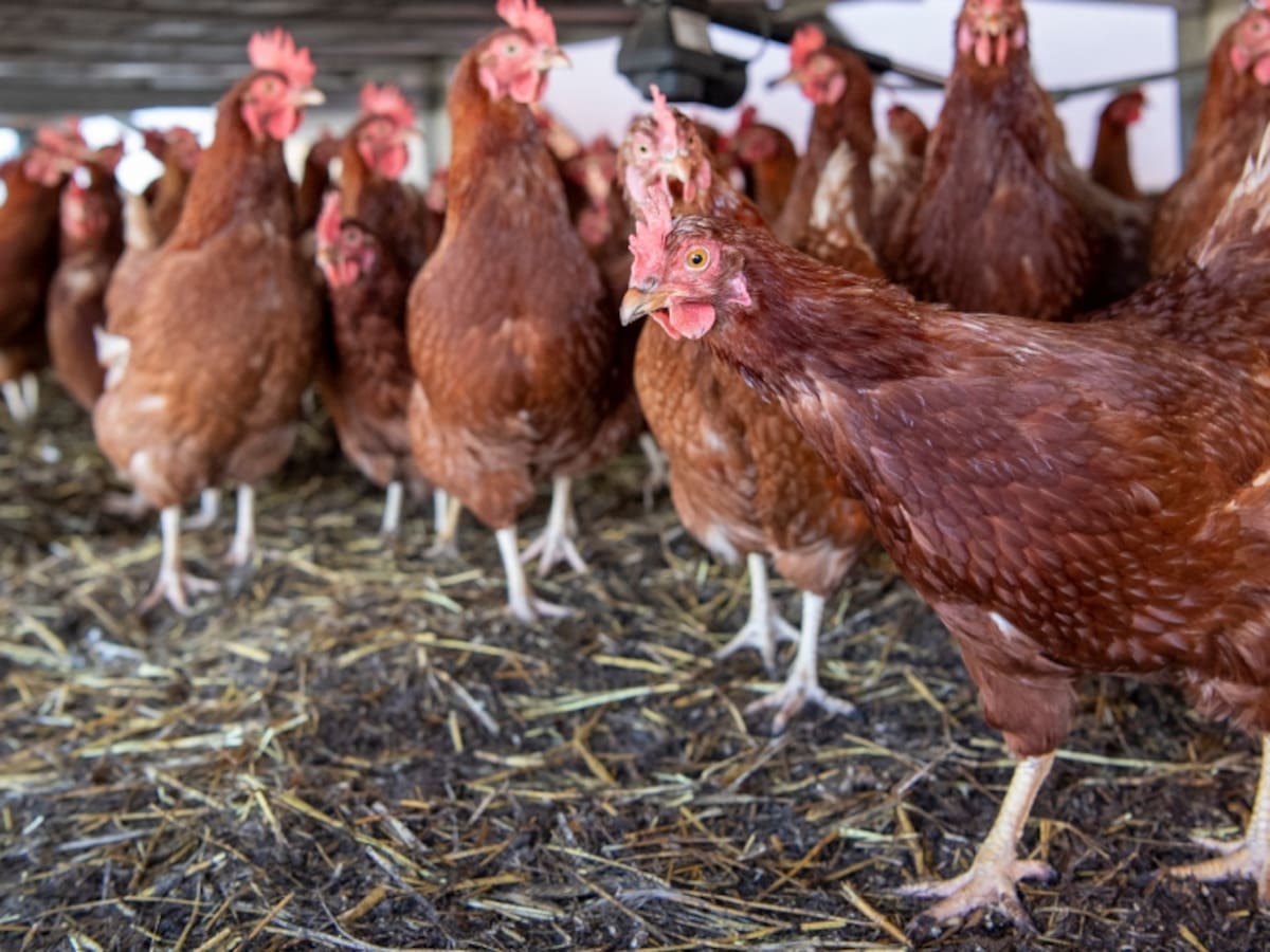 SAG confirma nuevos casos de influenza aviar H5N1 en Magallanes y Maule: ya son seis las regiones afectadas