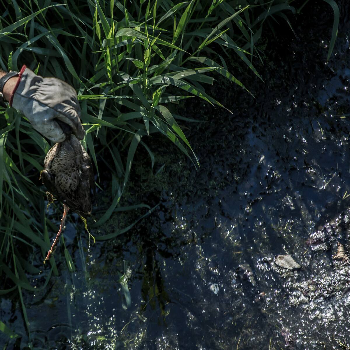 Emergencia ambiental en Los Lagos: Detectan vertido directo de aguas servidas al río Palena y Contraloría inicia sumario