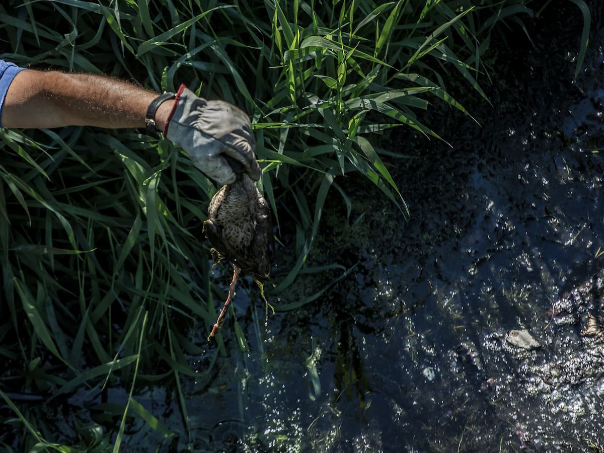 Emergencia ambiental en Los Lagos: Detectan vertido directo de aguas servidas al río Palena y Contraloría inicia sumario