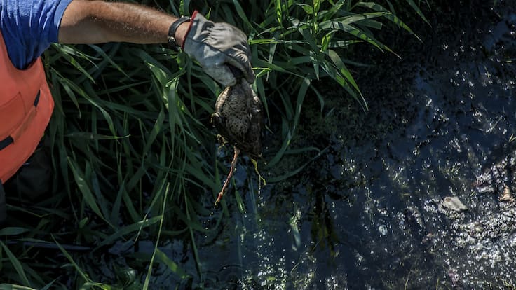 Emergencia ambiental en Los Lagos: Detectan vertido directo de aguas servidas al río Palena y Contraloría inicia sumario
