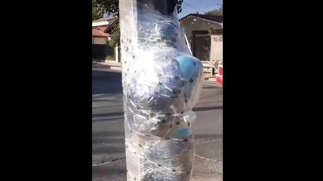 Detención ciudadana en Villa Alemana, sujeto amarrado con plástico a un poste