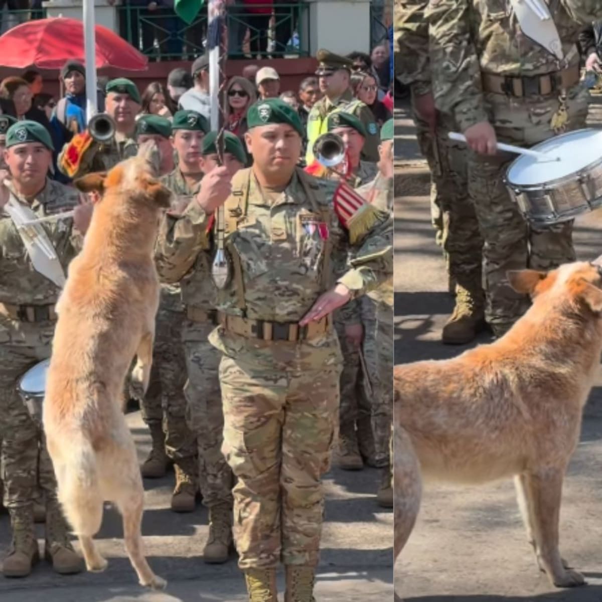 Se quiso robar el espectáculo: perro se volvió viral al jugar durante desfile de Fiestas Patrias en Victoria