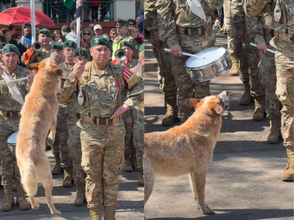 Se quiso robar el espectáculo: perro se volvió viral al jugar durante desfile de Fiestas Patrias en Victoria