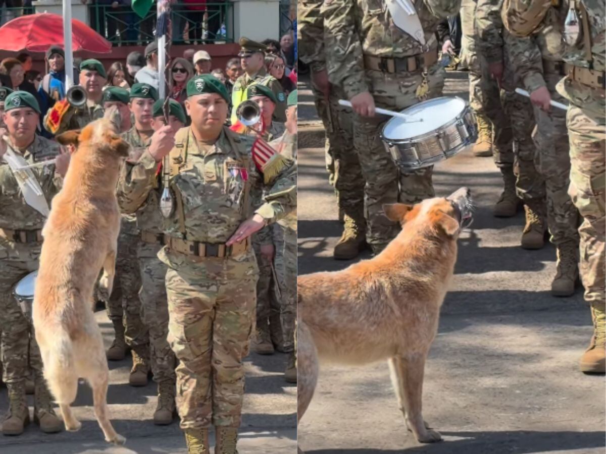 Se quiso robar el espectáculo: perro se volvió viral al jugar durante desfile de Fiestas Patrias en Victoria