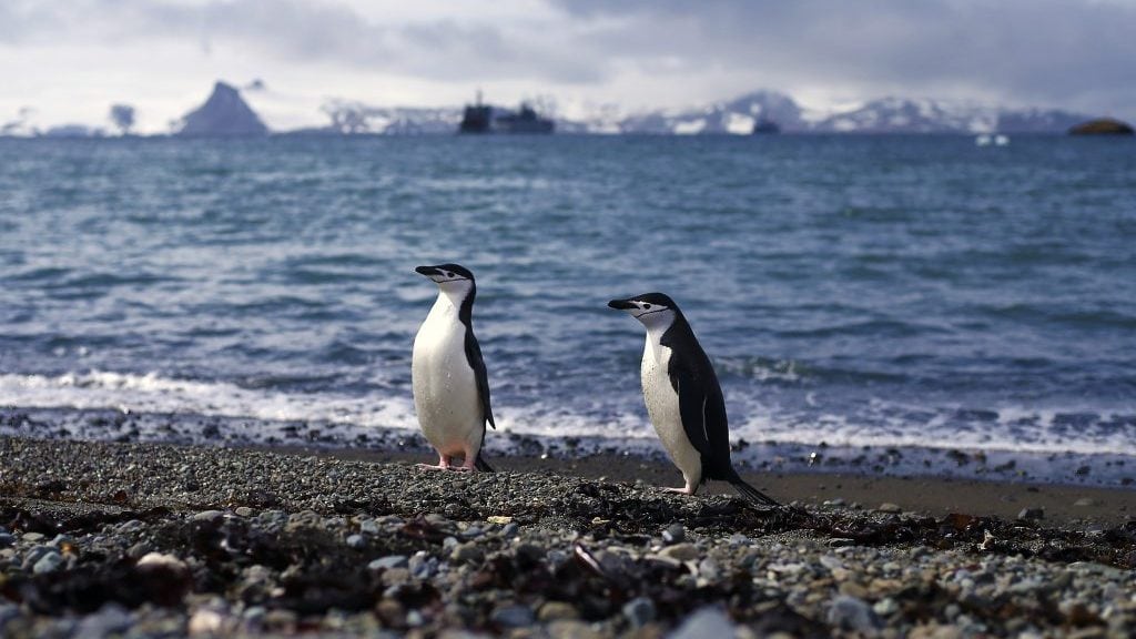 12 de Enero de 2019/ANTARTICA Imagen de un pinguino en la Bahia de Fildes, antártica.
FOTO:CRISTOBAL ESCOBAR/AGENCIAUNO