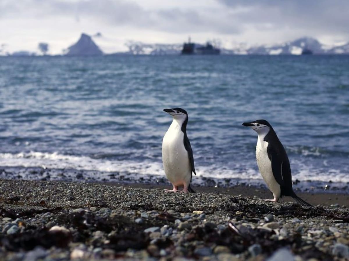Encuentran más de 50 pingüinos muertos en playas del Maule: denuncian posible afección por redes de pesca