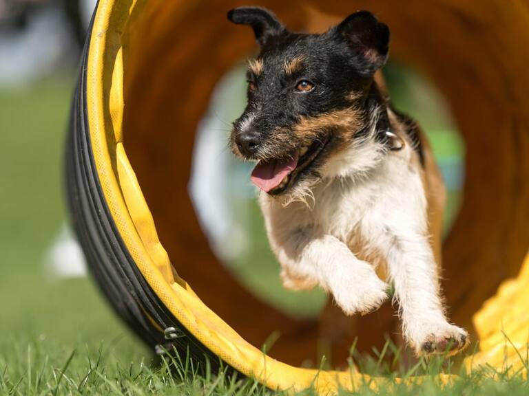 Conoce los horarios y actividades del evento canino más importante de Sudamérica