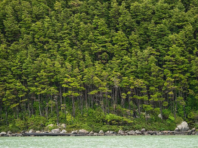 Picture of the forest near the Serrano Glacier, located in the Bernardo OHiggins National Park in the Chilean Patagonia, about 1,960 km south of Santiago, taken on February 21, 2016. Patagonia is a sparsely populated region located at the southern end of South America, shared by Argentina and Chile. The region comprises the southern section of the Andes mountains as well as the deserts, steppes and grasslands east of this southern portion of the Andes. Patagonia has two coasts; a western one towards the Pacific Ocean and an eastern one towards the Atlantic Ocean. AFP PHOTO / MARTIN BERNETTI / AFP / MARTIN BERNETTI (Photo credit should read MARTIN BERNETTI/AFP via Getty Images)