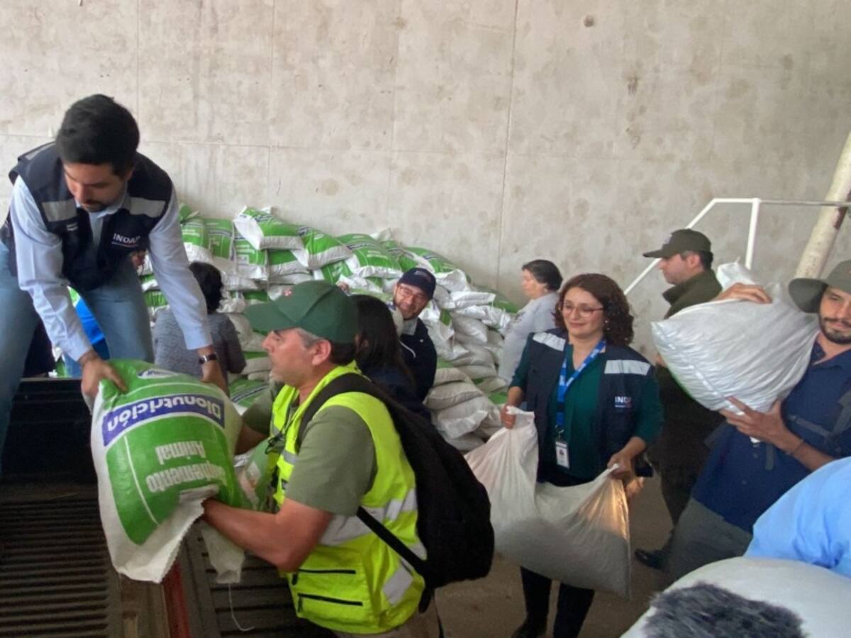 INDAP entrega más de 160 toneladas de alimento para animales y ayuda económica para damnificados