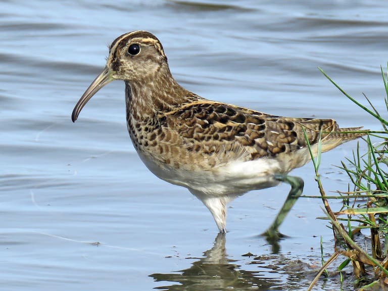 Decretan orden de arresto contra ejecutivos de empresa por incumplir medidas de protección de humedal
