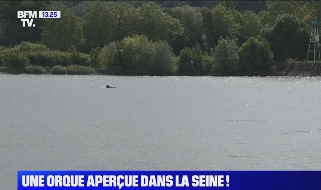 El Canal BMF TV muestra en pantalla a la orca que está perdida en el Sena