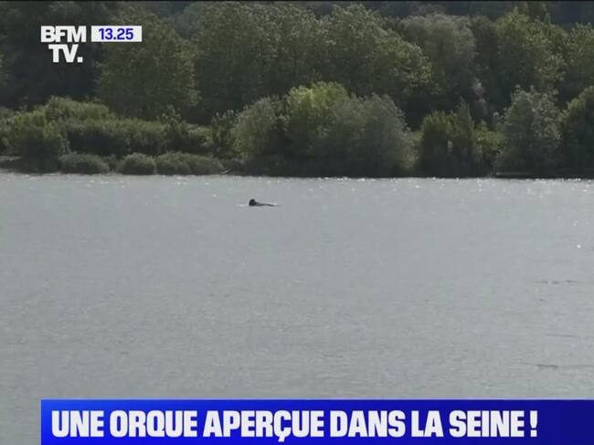 El Canal BMF TV muestra en pantalla a la orca que está perdida en el Sena