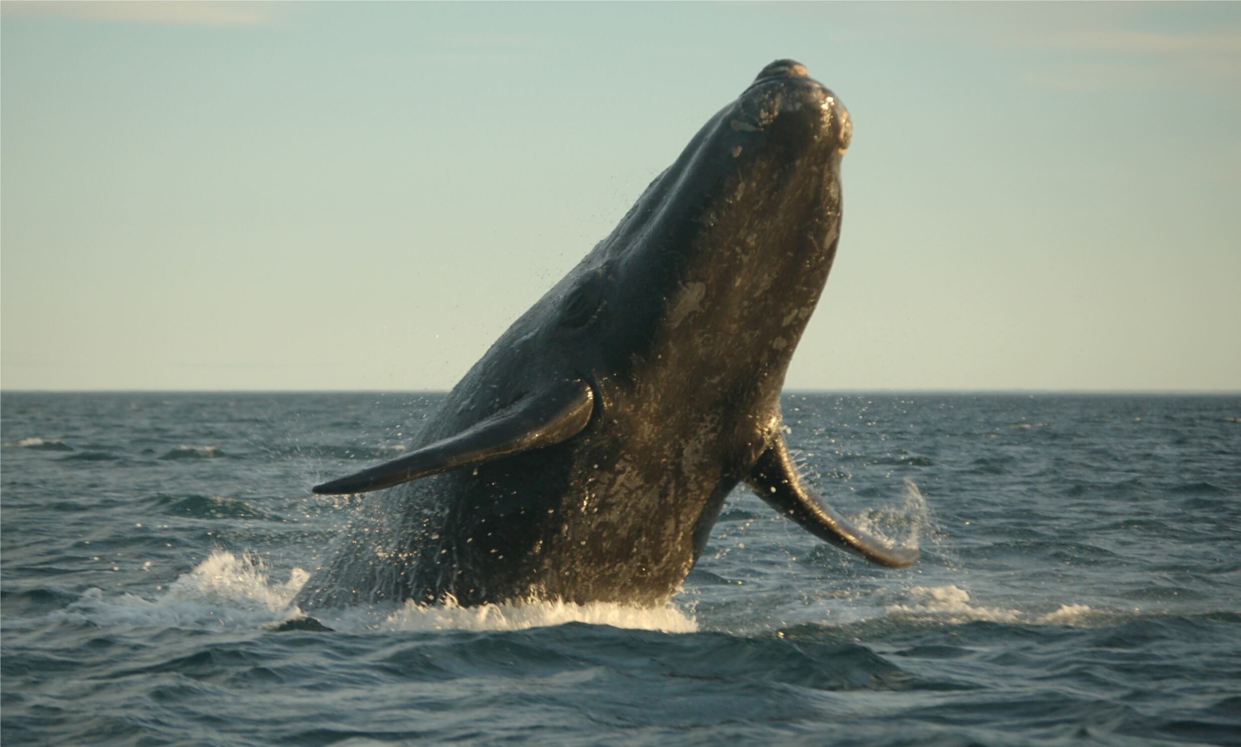 Ballenas en Chile