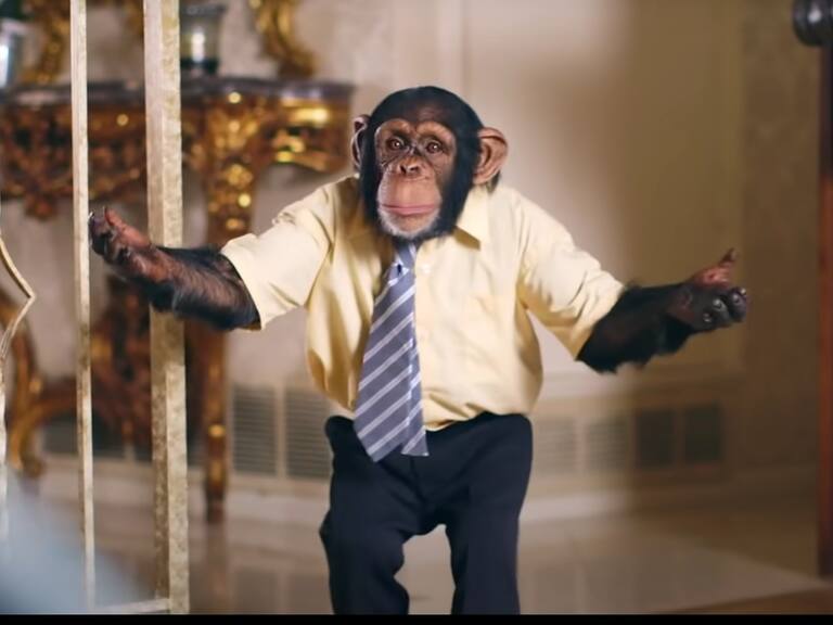 PETA se lanzó contra The Offspring y su nuevo videoclip por utilizar a dos chimpancés
