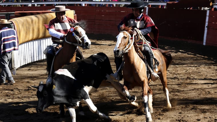 Rodeo