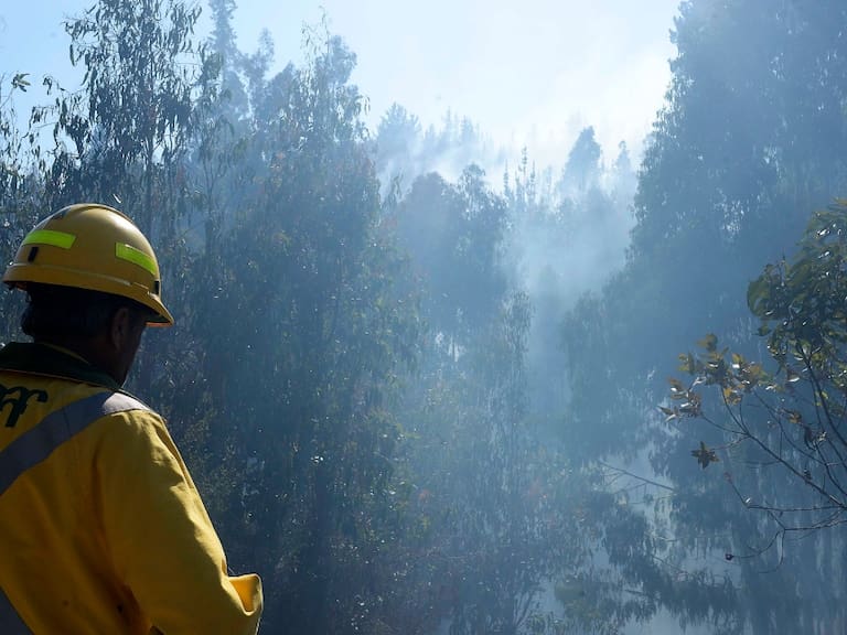 Conaf y situación de empresas forestales por incendios: «Después de esta emergencia, habrá que replantearse la situación en la que estamos»