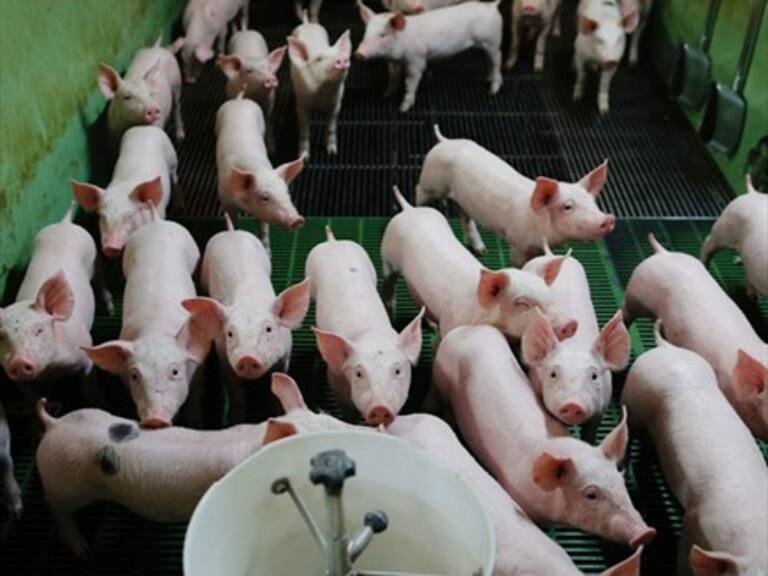 Freire: Encuentran muerto a un hombre tras haber tenido sexo con cerdos de un matadero