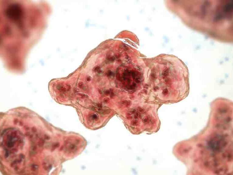 Ameba «comecerebros»: el parásito que mató una joven de 17 años en Estados Unidos