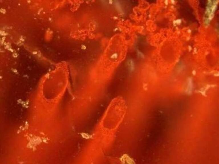 Descubren fósiles de la forma de vida más antigua sobre la Tierra