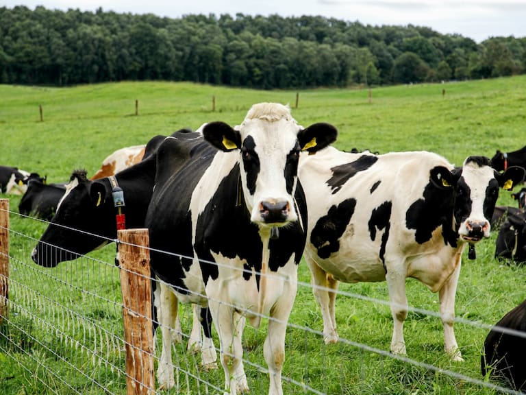 ¿Vacas A2? La curiosa variante que beneficia a quienes tienen hinchazón y problemas de digestión