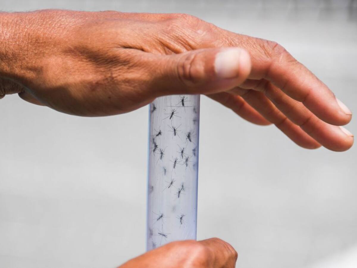 La peor epidemia en su historia: Brasil registra más de cuatro millones de casos por dengue