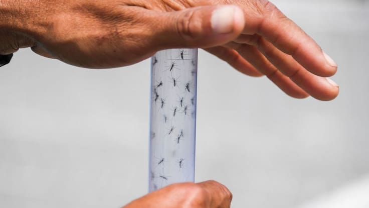 La peor epidemia en su historia: Brasil registra más de cuatro millones de casos por dengue