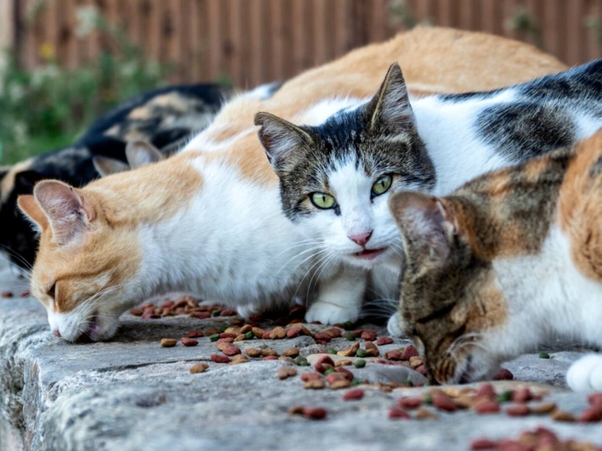 Confirman primer caso en Chile: mujer es infectada por «hongo brasileño» a través de su gato en Concón