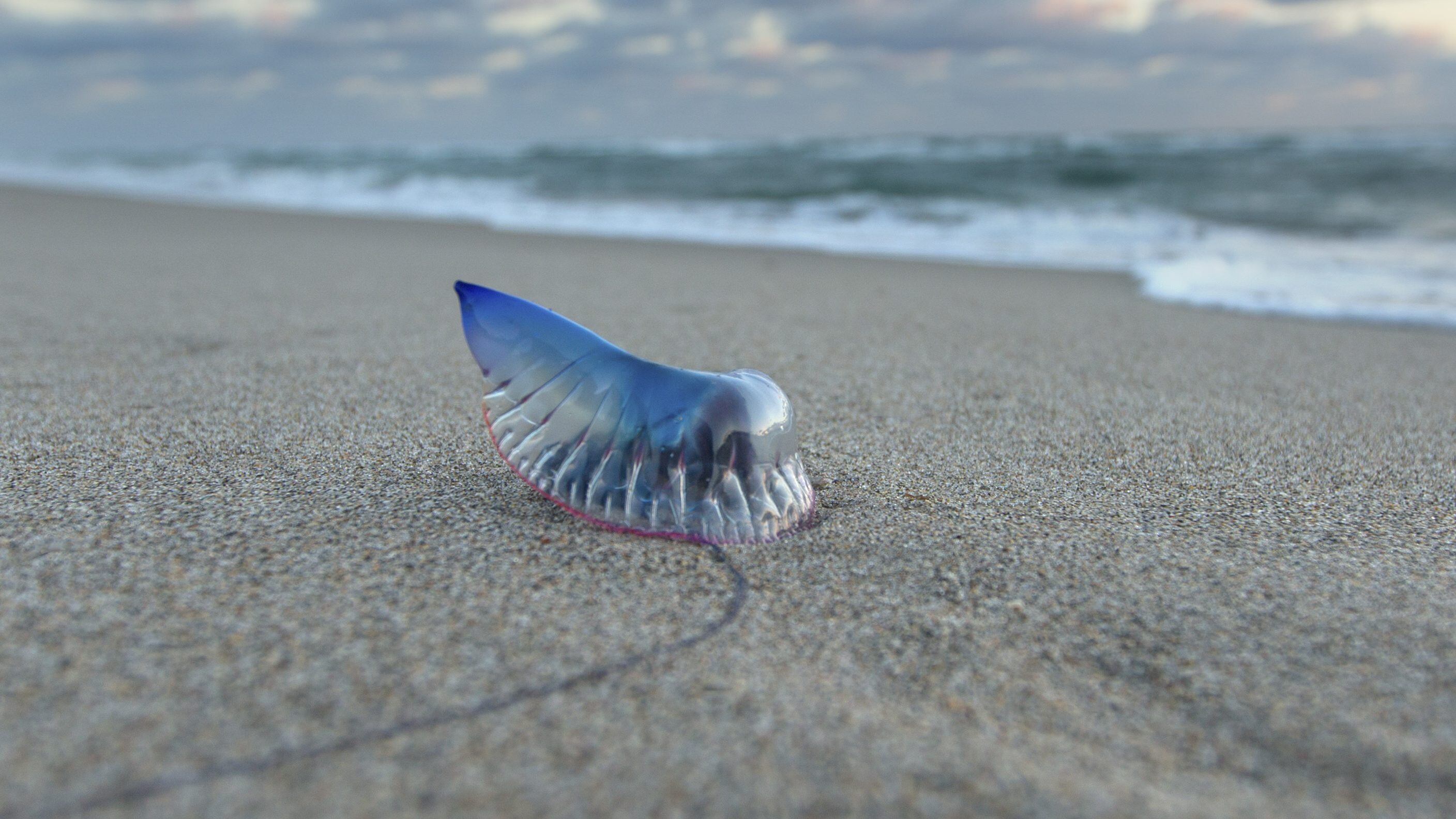 Portuguese man o' war washed up on the shores of Jupiter Beach