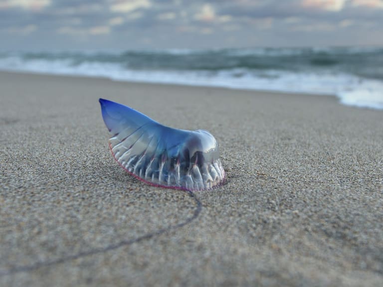 Portuguese man o' war washed up on the shores of Jupiter Beach