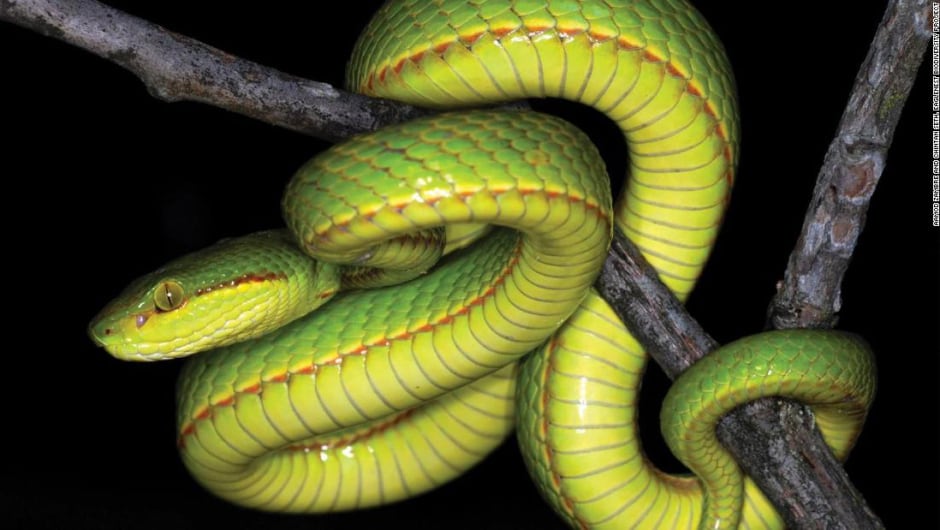 Víbora verde