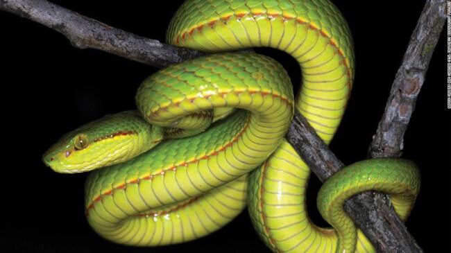 Víbora verde