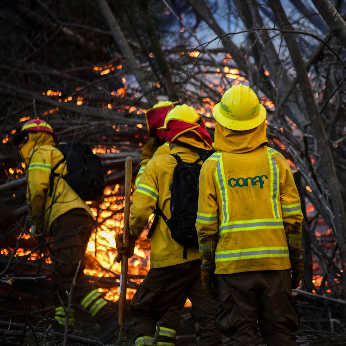 Incendio forestal en el Biobío: declaran Alerta Roja en la comuna de Tucapel