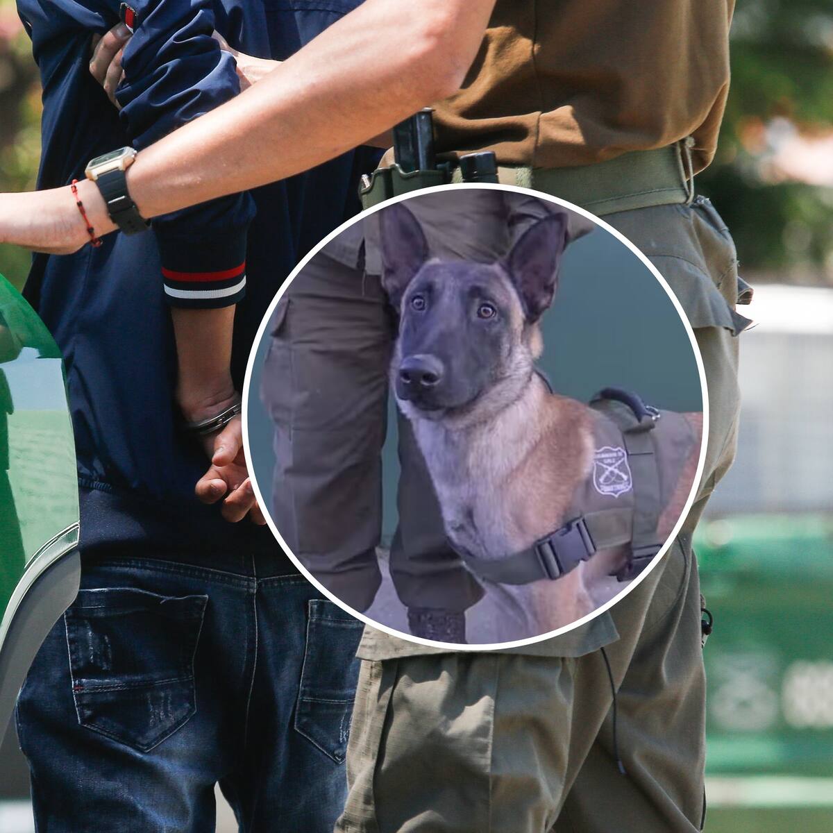 Debuta “Luksic”, el primer perro detector de armas: Carabineros logró la detención de cinco sujetos en Puente Alto y Colina