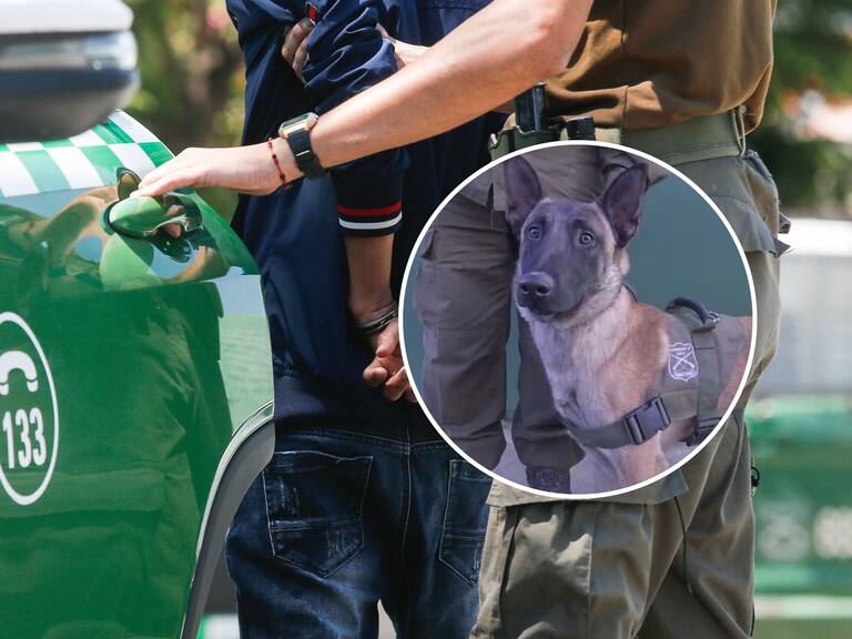 Debuta “Luksic”, el primer perro detector de armas: Carabineros logró la detención de cinco sujetos en Puente Alto y Colina