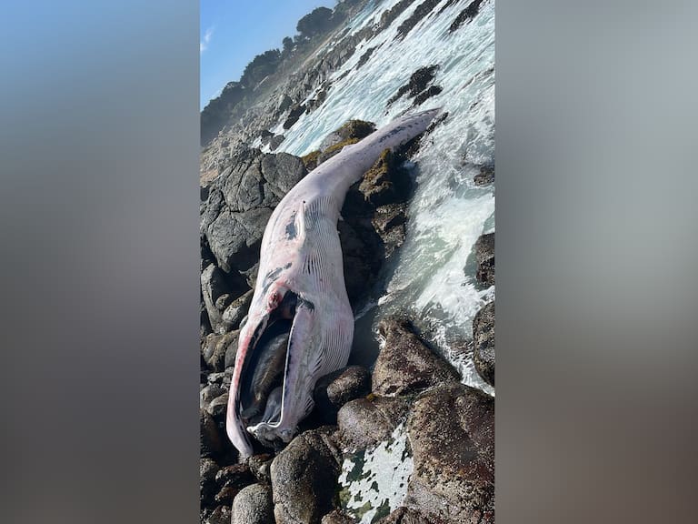Encuentran ballena muerta en roqueríos de Isla Negra con mordidas de tiburones