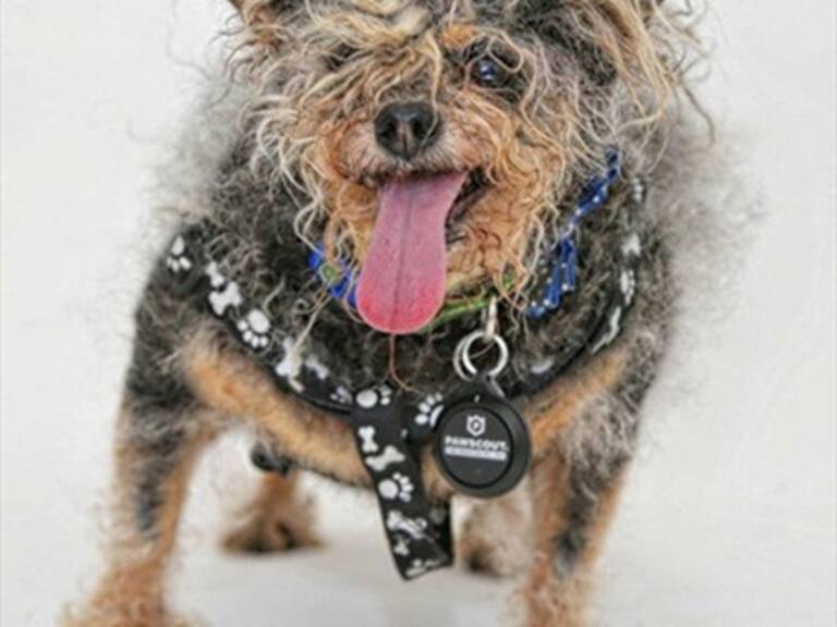 Estadounidenses eligieron al perro «más feo del mundo»