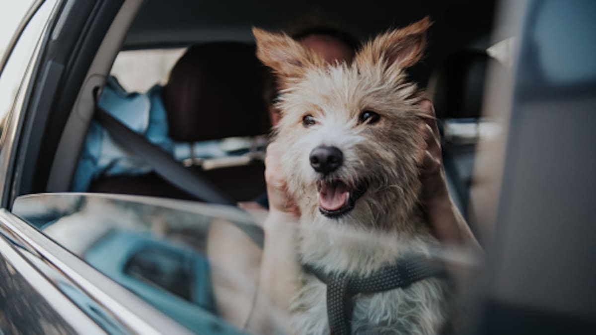 Médico veterinario nos explica el boom de las mascotas en Chile: “Forman parte de nuestra familia”