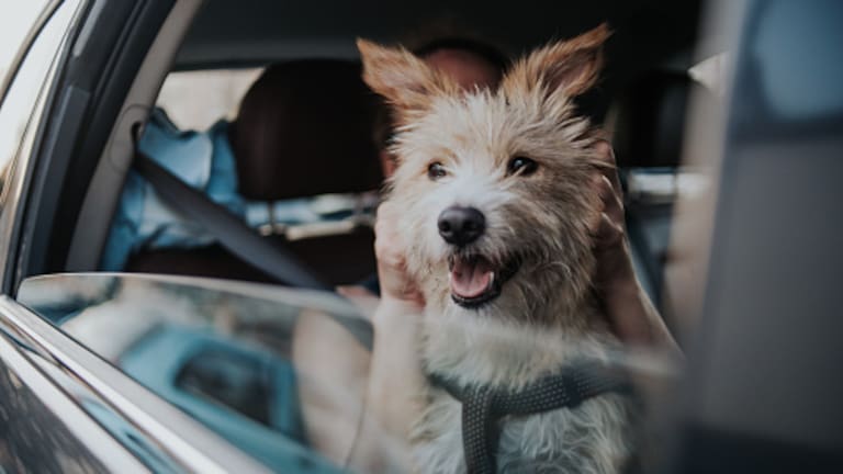 Médico veterinario nos explica el boom de las mascotas en Chile: “Forman parte de nuestra familia”