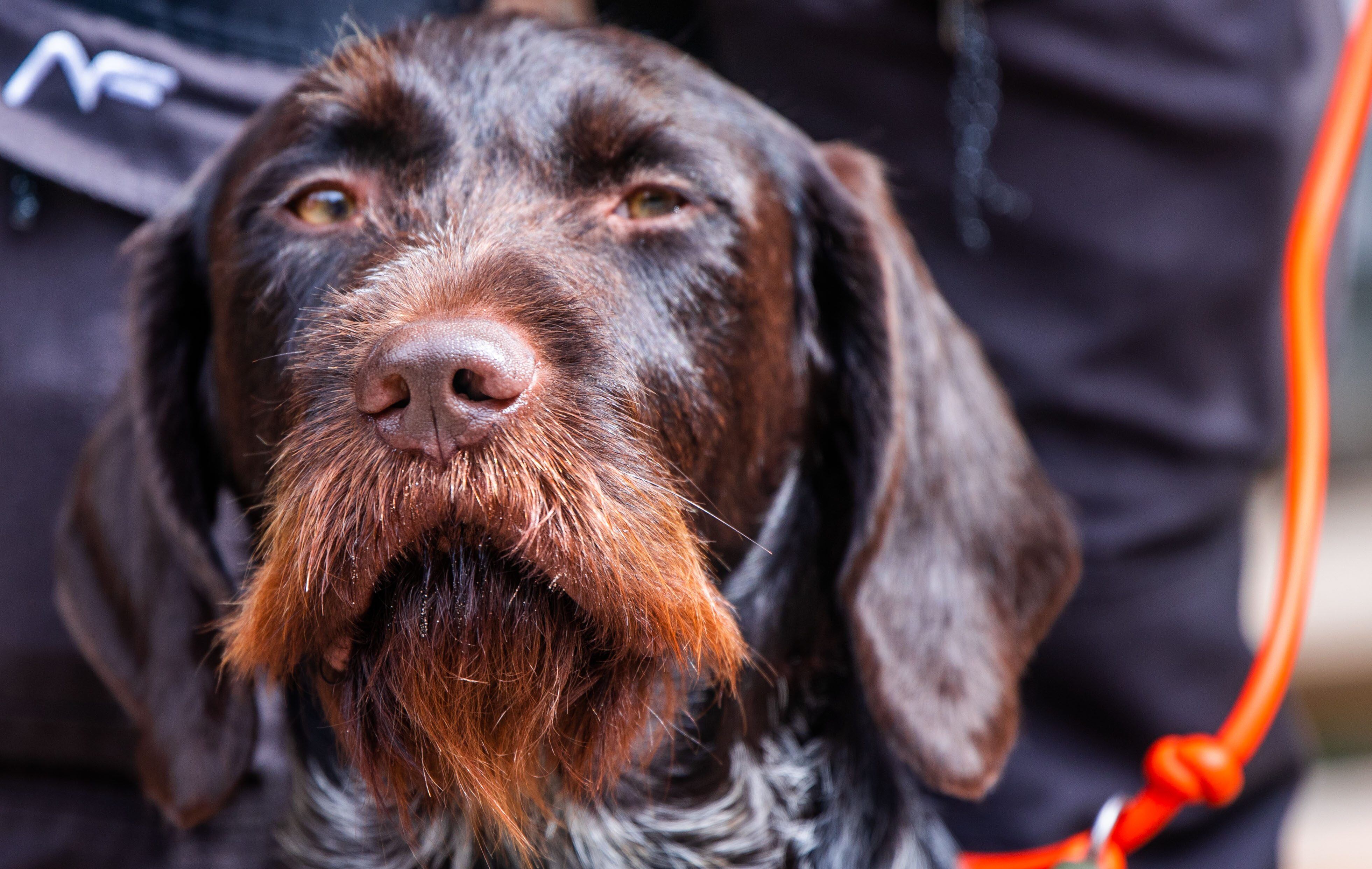 09 August 2021, Mecklenburg-Western Pomerania, Jabel: Search dog Falke vom Lewitzblick observes the surroundings after search training. The German Wirehaired dog was trained as a cadaver search dog in the fight against African swine fever. Forestry experts exchange their experiences in missions of search dogs for dead wild boars in connection with African swine fever at a meeting in the Müritz region. Photo: Jens Büttner/dpa-Zentralbild/dpa (Photo by Jens Büttner/picture alliance via Getty Images)
