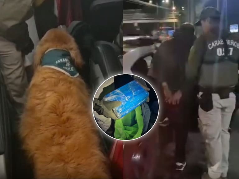 Perro de Carabineros encuentra más de dos kilos de cocaína ocultos en un bus que transitaba por la Ruta 5 Sur