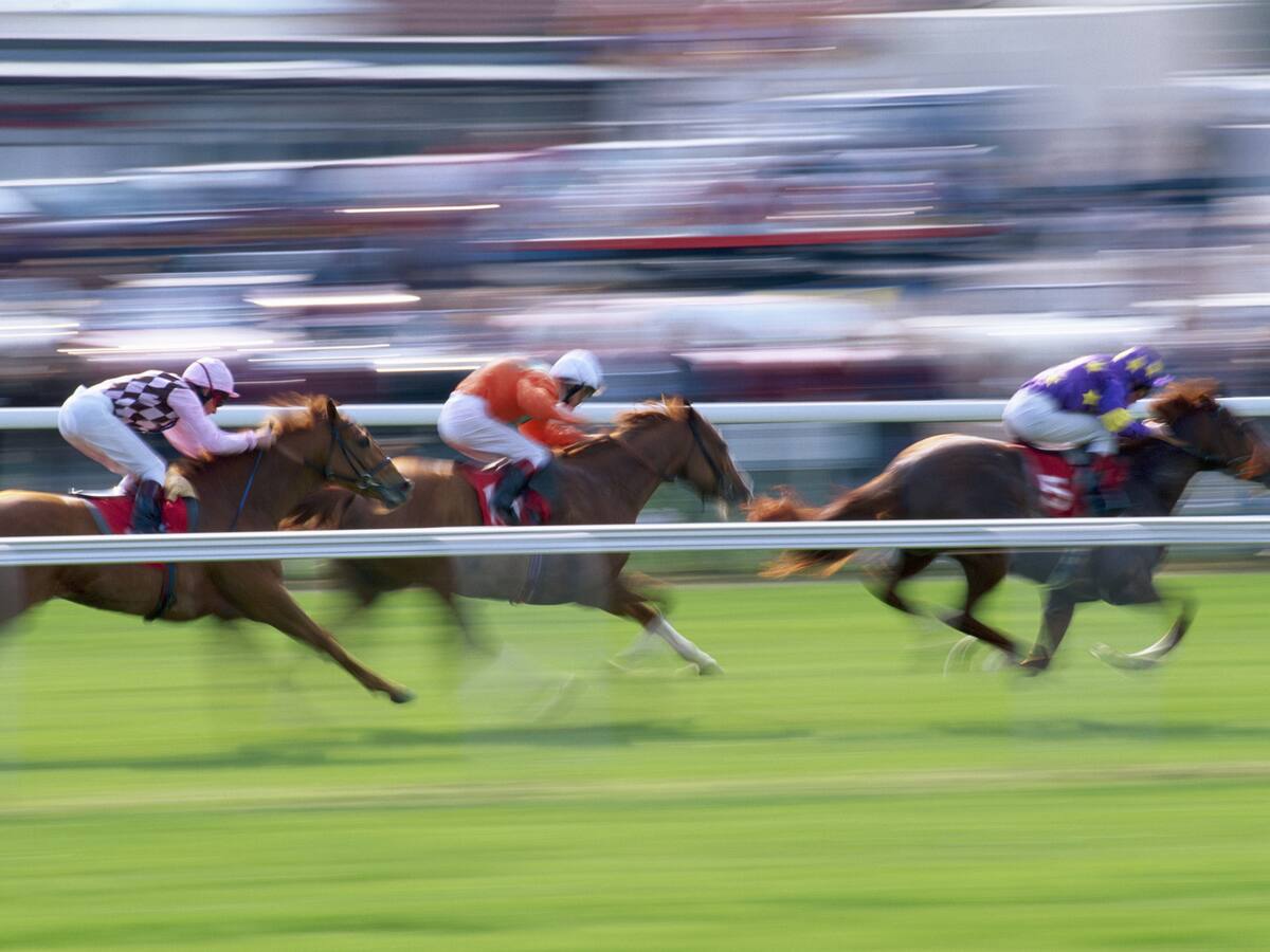 Detectan 16 caballos con anemia infecciosa equina en el Club Hípico de Santiago