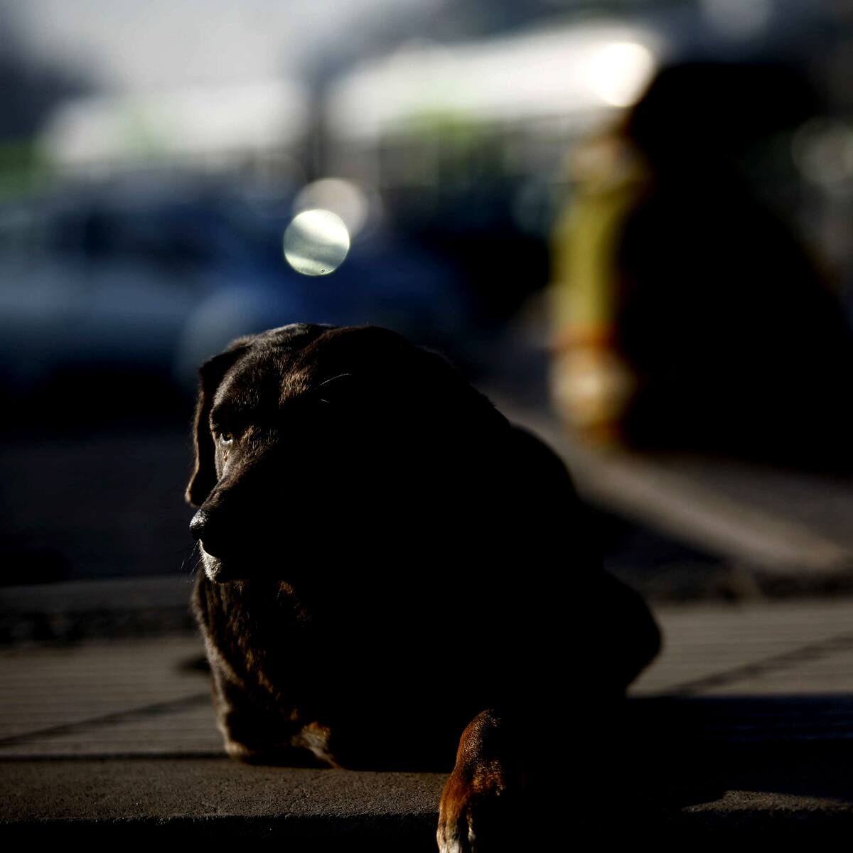 Hombre fallece atropellado en San Antonio tras intentar rescatar a un perro en la calzada