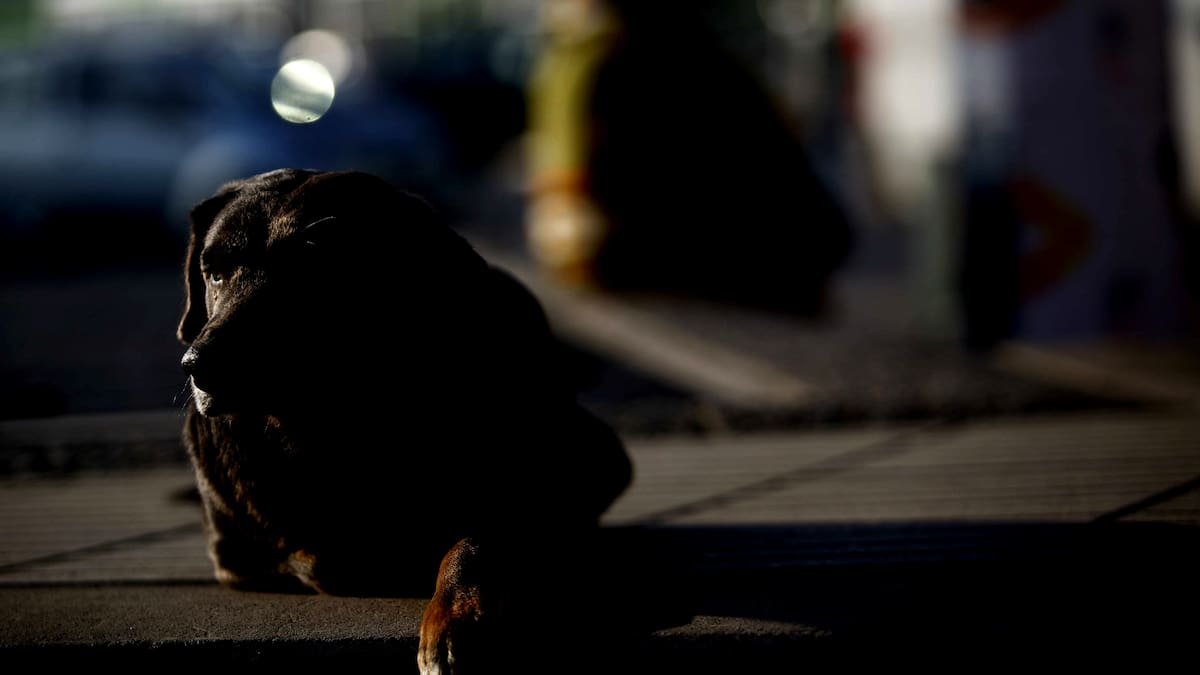 Crueldad en Calama: Siete perros mueren envenenados en el sector poniente de la ciudad