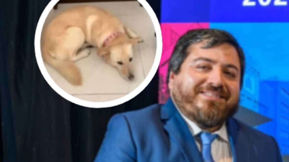 Conmoción total en Concepción: Querido profesor falleció mientras paseaba a su perrita y ésta desapareció
