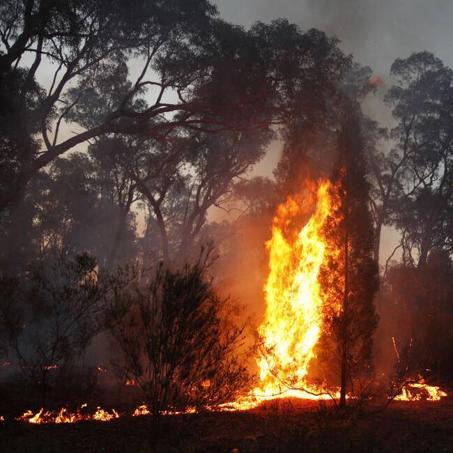 Las altas temperaturas en la región de Narrabri en Australia permitieron que un incendio forestal consumiera un bosque.