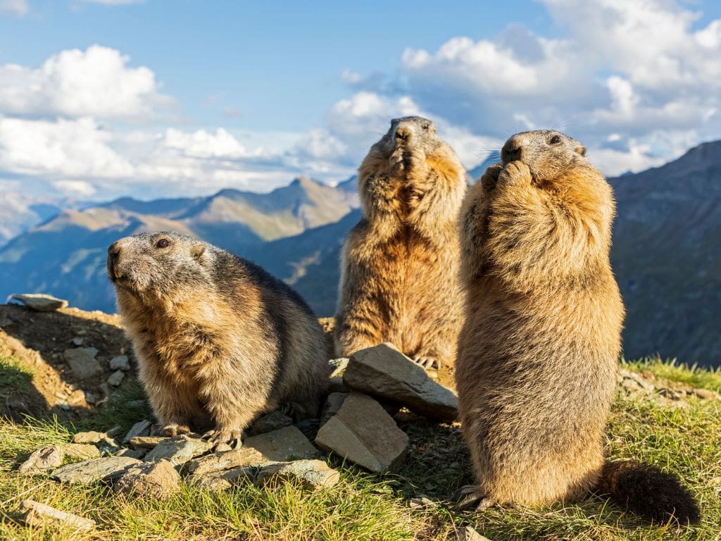 Photo: adnradio.cl Des chercheurs lancent un OnlyFans pour financer une étude sur les marmottes