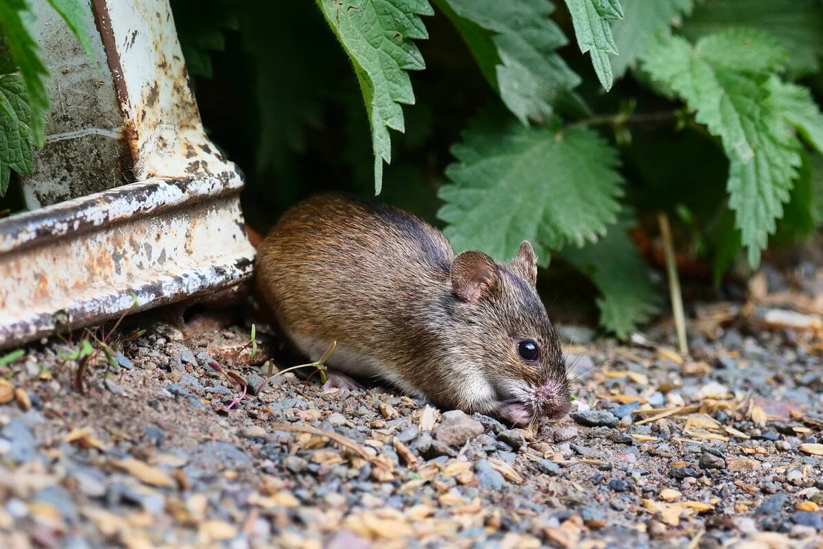 Pacientes con sospecha de hantavirus esperan traslado a Concepción: familia acusa demora por casi 48 horas