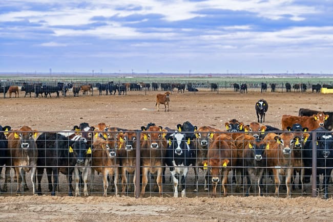 Un grupo de vacas mira con curiosidad en un rancho en el estado de Texas, en medio de un brote de gripe aviar en animales en Estados Unidos.
